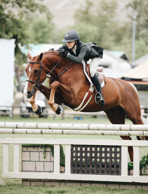 Strong healthy horse jumping