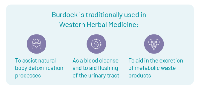 Burdock is traditionally used in Western Herbal Medicine.